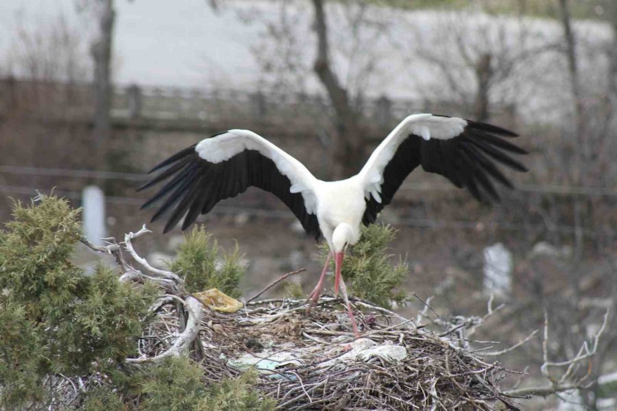 Bahar Geldi, Ardıç Ağaçlarının Üzerindeki Yuvalar Leyleklerle Şenlendi