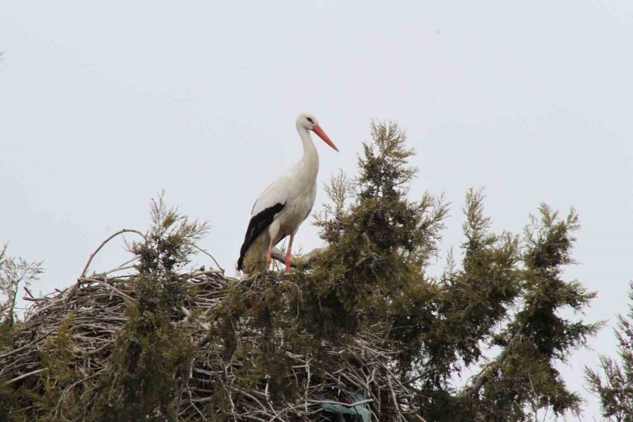 Bahar Geldi, Ardıç Ağaçlarının Üzerindeki Yuvalar Leyleklerle Şenlendi