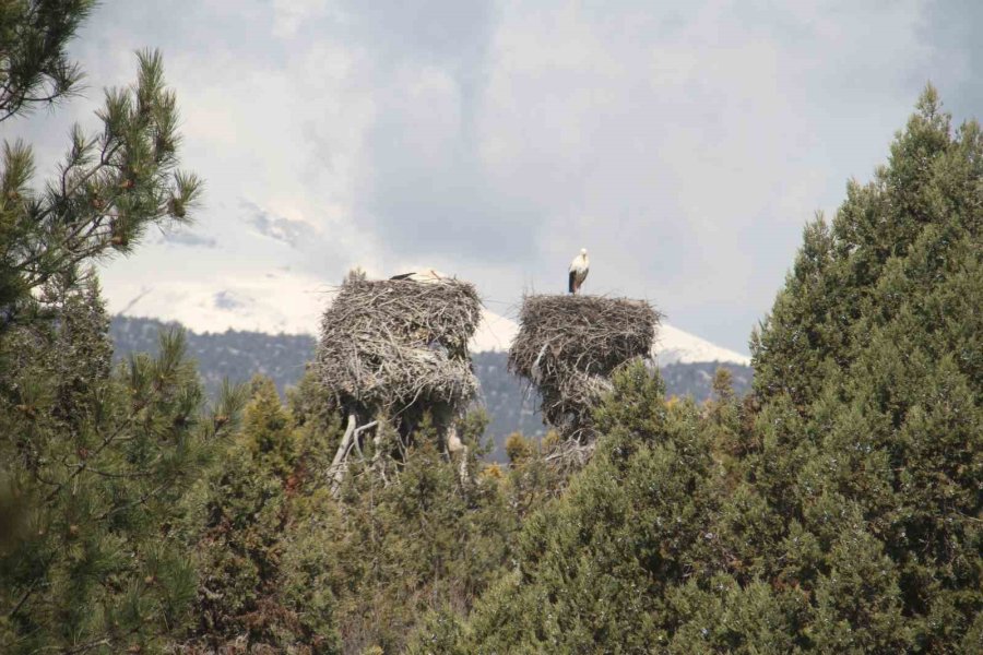Bahar Geldi, Ardıç Ağaçlarının Üzerindeki Yuvalar Leyleklerle Şenlendi