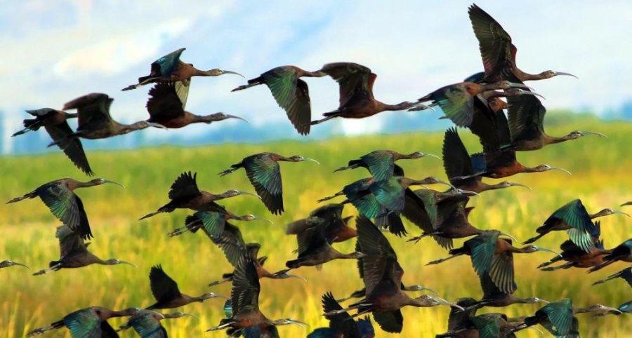 Kuş Cenneti Havadan Görüntülendi, Kendine Hayran Bıraktı