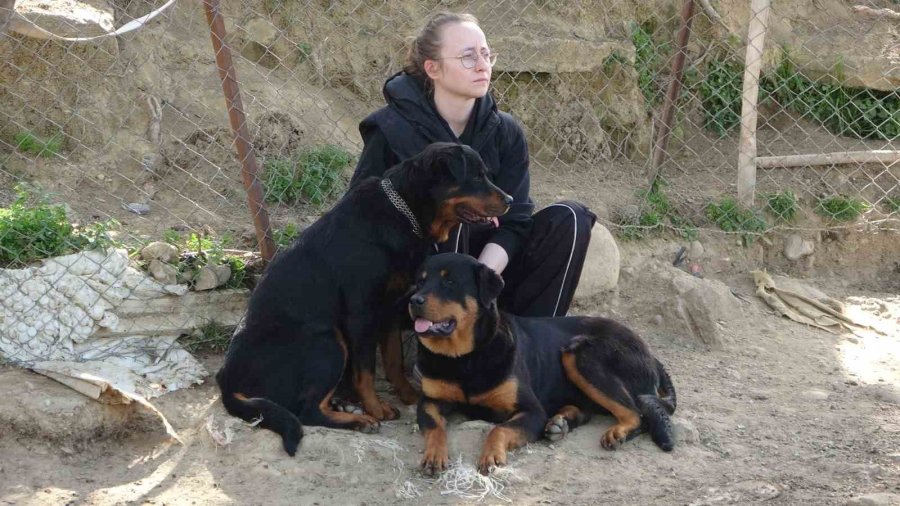 Antalya’da Yasaklı Cins Köpekler Ağıldaki 57 Oğlağı Telef Etti