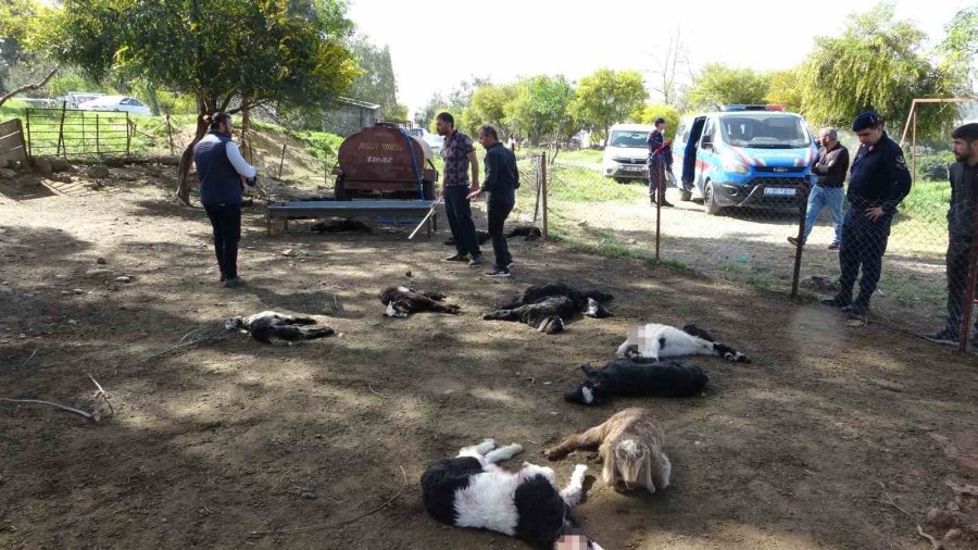 Antalya’da Yasaklı Cins Köpekler Ağıldaki 57 Oğlağı Telef Etti