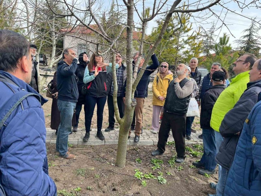 ’meyve Ağaçlarında Budama Ve Aşılama’ Kurslarında 845 Kişi Sertifika Aldı