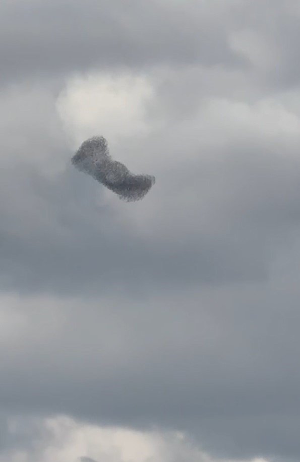 Sığırcıkların Dansı Büyüledi
