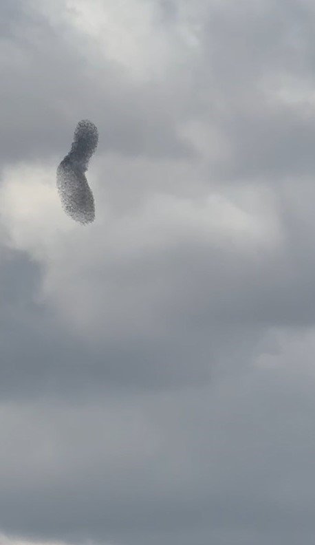 Sığırcıkların Dansı Büyüledi