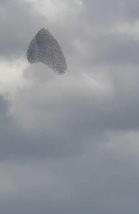 Sığırcıkların Dansı Büyüledi