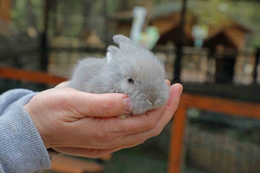 Büyükşehir Doğal Yaşam Parkı’nda Yeni Doğan Yavrular Şenlendirdi