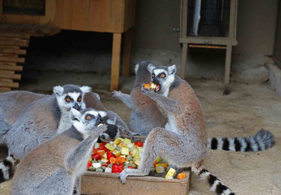 Büyükşehir Doğal Yaşam Parkı’nda Yeni Doğan Yavrular Şenlendirdi