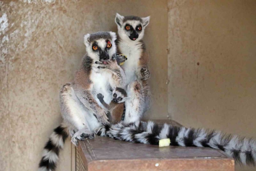 Büyükşehir Doğal Yaşam Parkı’nda Yeni Doğan Yavrular Şenlendirdi