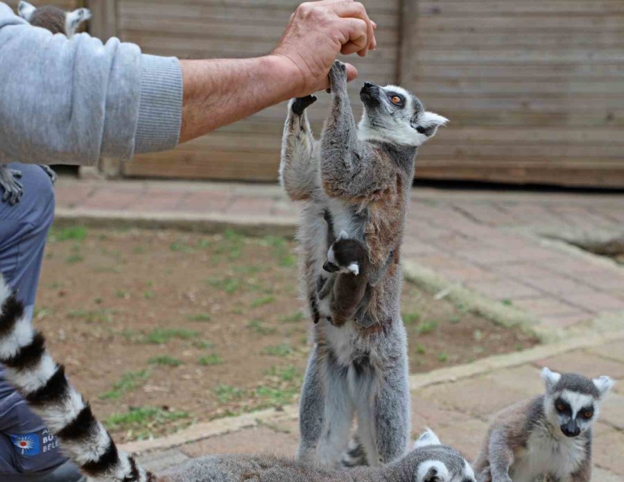 Büyükşehir Doğal Yaşam Parkı’nda Yeni Doğan Yavrular Şenlendirdi