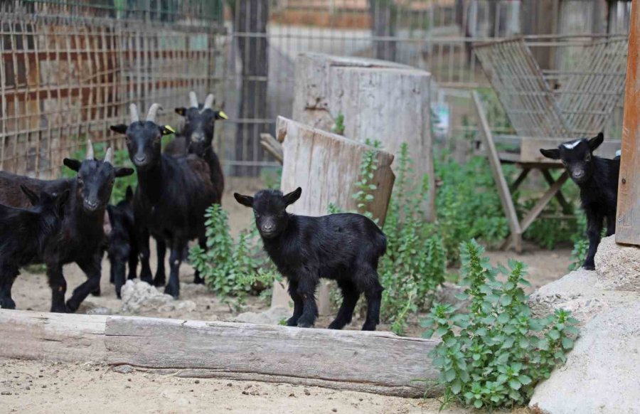 Büyükşehir Doğal Yaşam Parkı’nda Yeni Doğan Yavrular Şenlendirdi