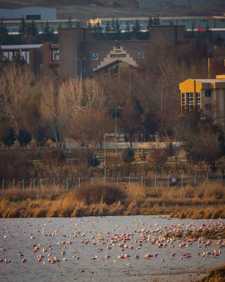 Flamingolar Akkaya Barajı’nda