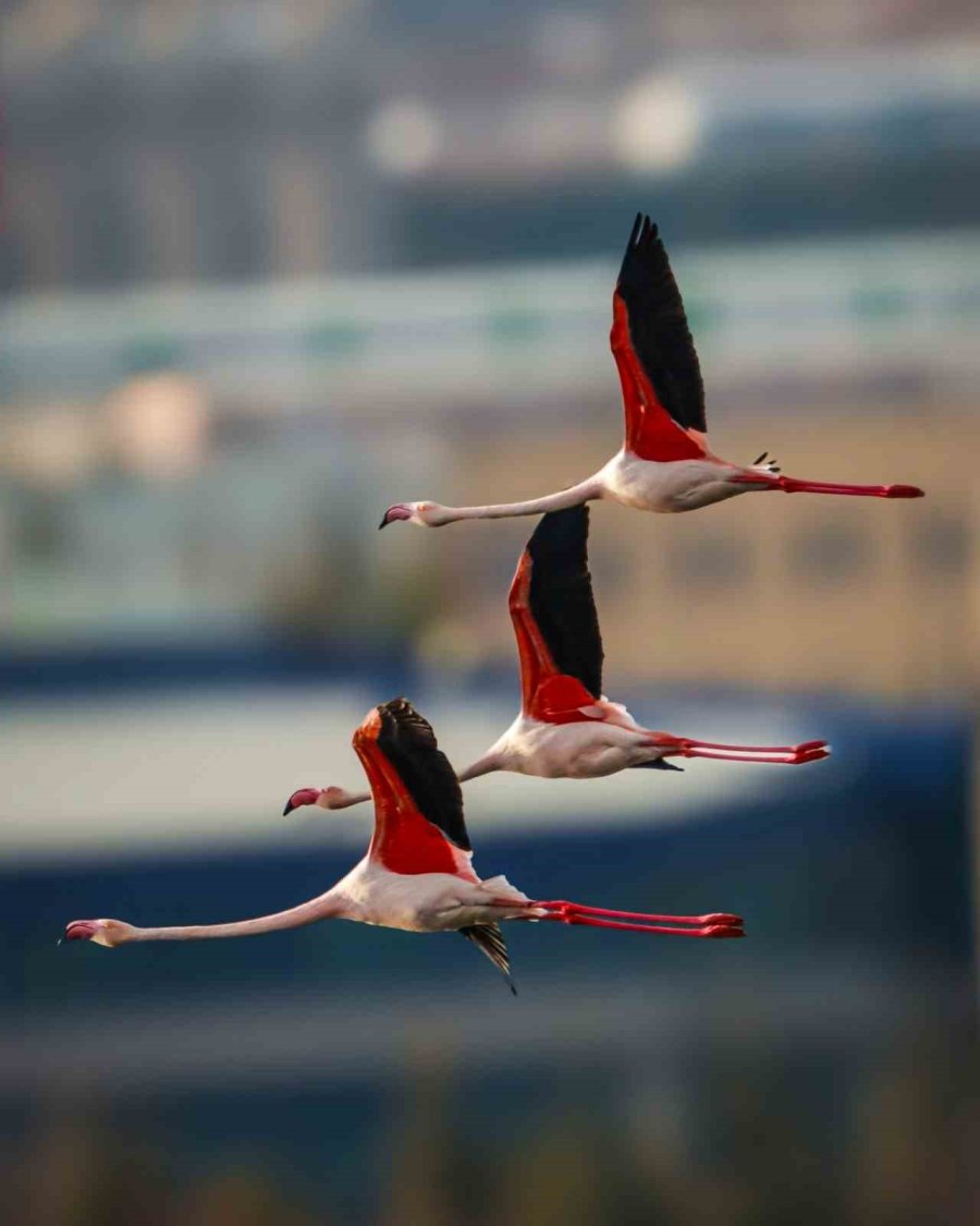 Flamingolar Akkaya Barajı’nda