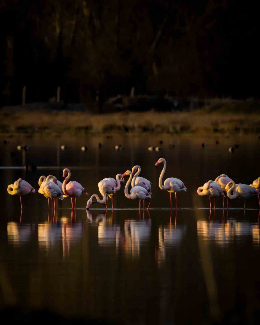 Flamingolar Akkaya Barajı’nda