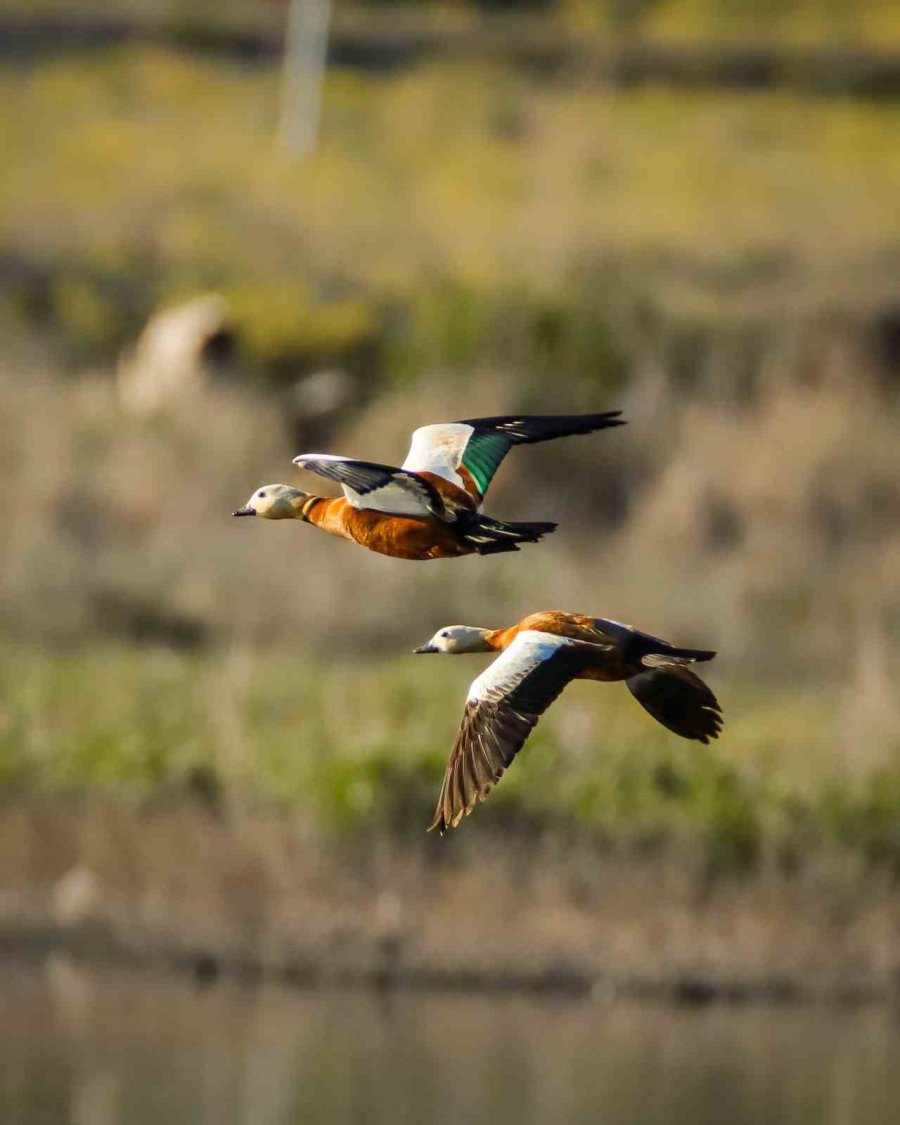 Flamingolar Akkaya Barajı’nda