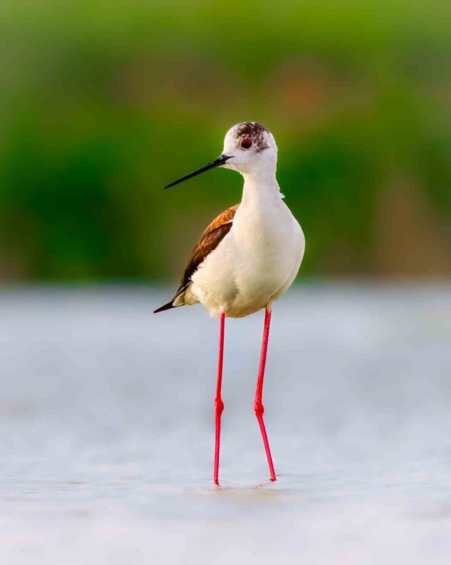 Flamingolar Akkaya Barajı’nda