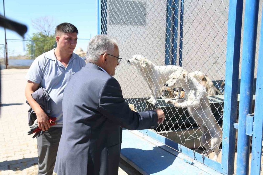 Başkan Büyükkılıç, Dilsiz Dostlara Her Daim Sahip Çıkıyor