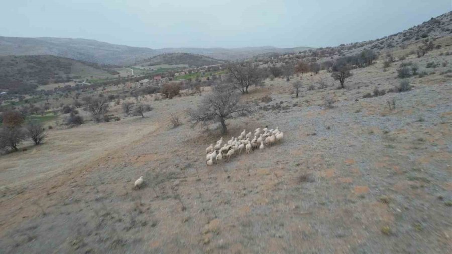 Kayıp Koyunları Dron İle Buldular