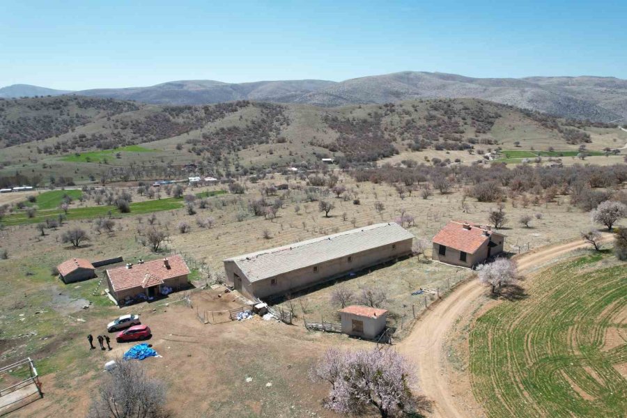 Kayıp Koyunları Dron İle Buldular