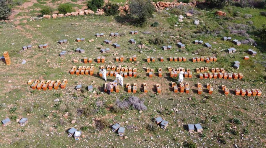 Kilosu Bin Tl: Sağlık Açısında Altın Değerindeki Polende Hasat Başladı