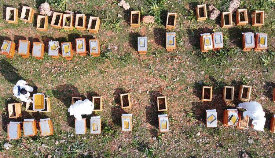 Kilosu Bin Tl: Sağlık Açısında Altın Değerindeki Polende Hasat Başladı