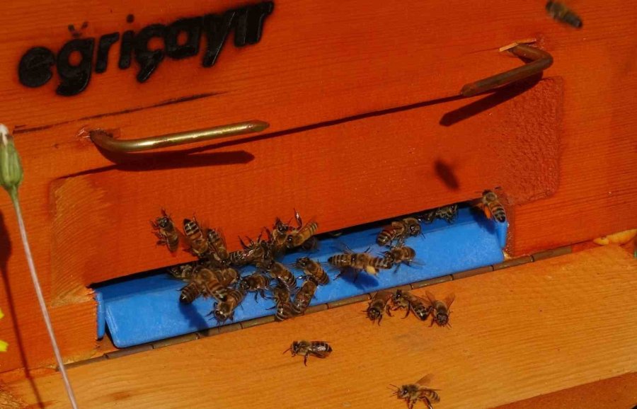 Kilosu Bin Tl: Sağlık Açısında Altın Değerindeki Polende Hasat Başladı