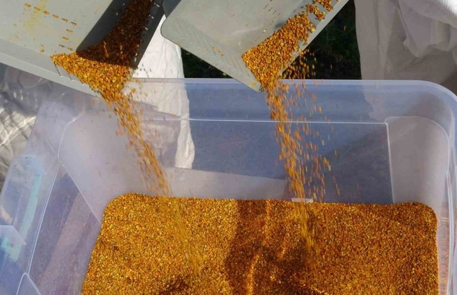 Kilosu Bin Tl: Sağlık Açısında Altın Değerindeki Polende Hasat Başladı