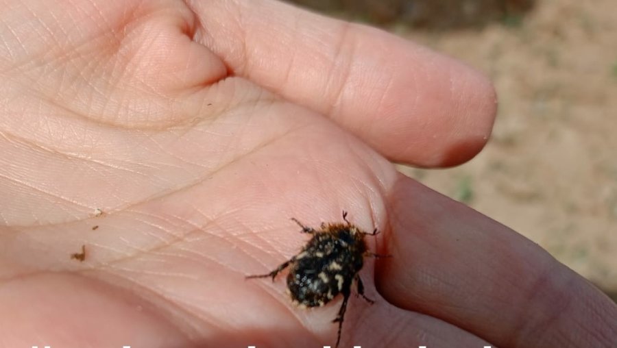 Meyve Bahçelerinde ‘bakla Zınnı Böceği’ Tehlikesi