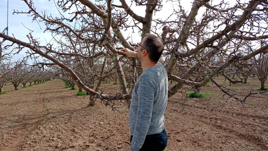 Meyve Bahçelerinde ‘bakla Zınnı Böceği’ Tehlikesi