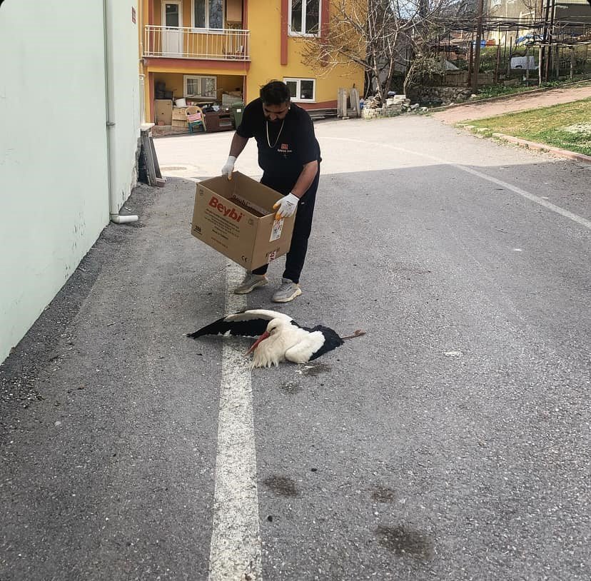 Derebucak’ta Akıma Kapılan Leylek Yaralandı