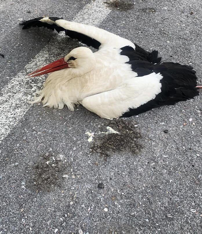 Derebucak’ta Akıma Kapılan Leylek Yaralandı