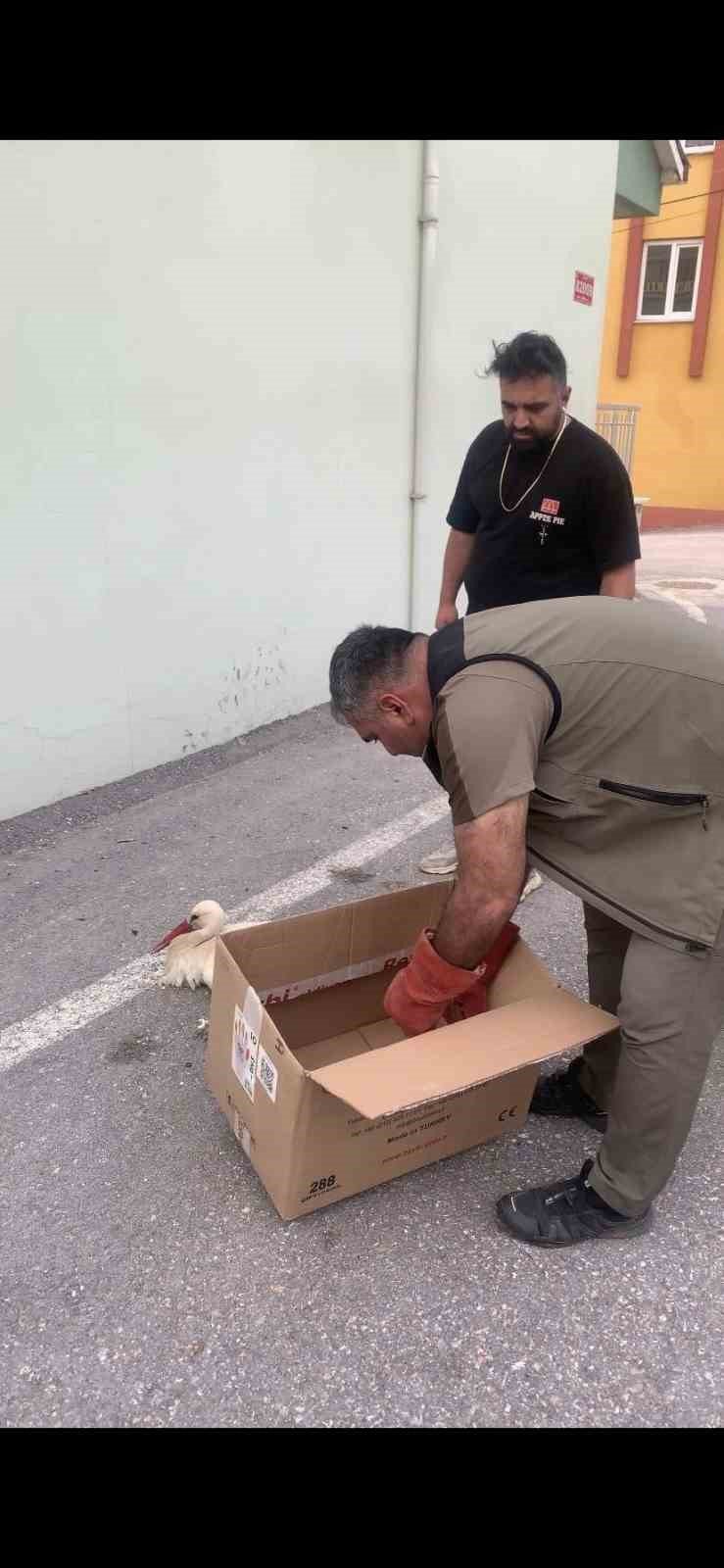 Derebucak’ta Akıma Kapılan Leylek Yaralandı