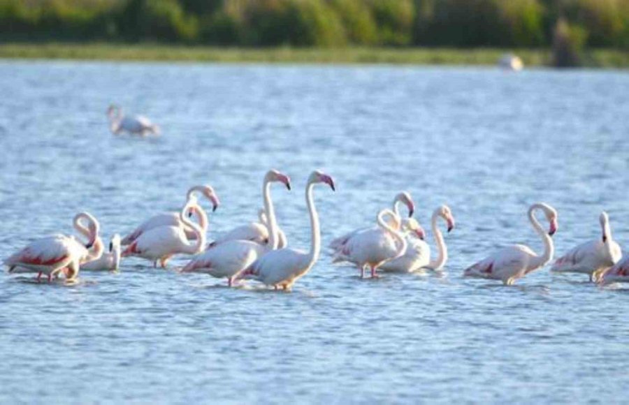 Doğa Harikası Akgöl Flamingoları Ağırlıyor