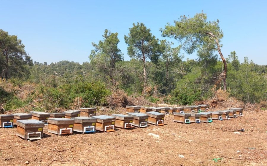 Mersin’de Arıcılara 4 Milyon 200 Bin Tl Destek Sağlandı