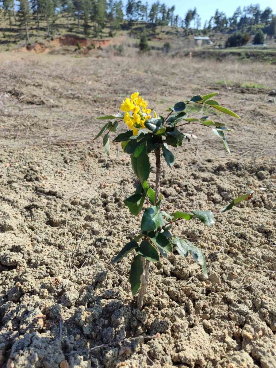 Kömür Ocağı Bal Ormanı, ’örnek Bal Ormanı’ Haline Geldi
