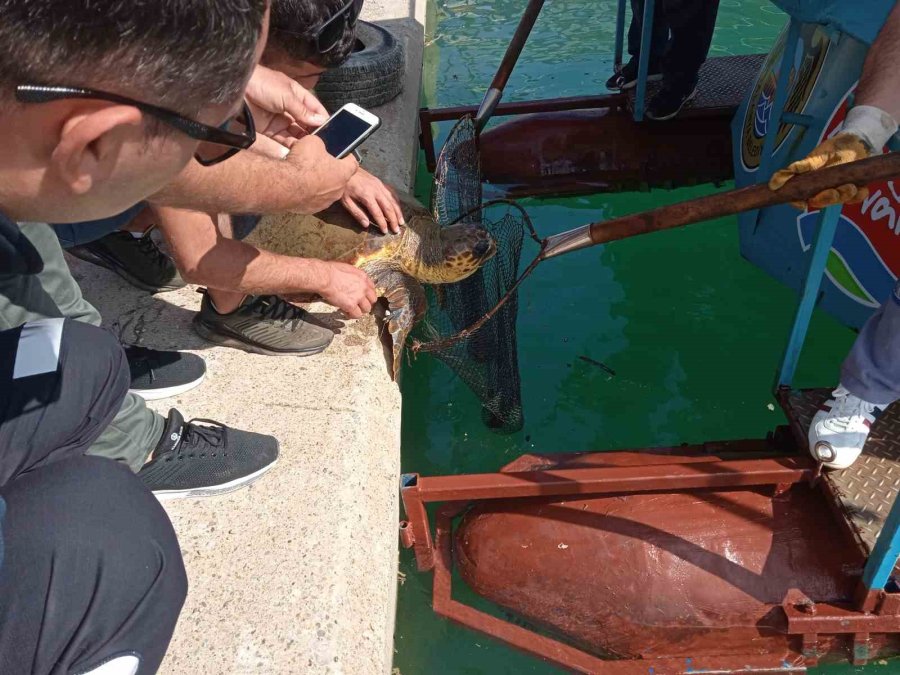 Misinaya Dolanan Caretta İçin Seferber Oldular