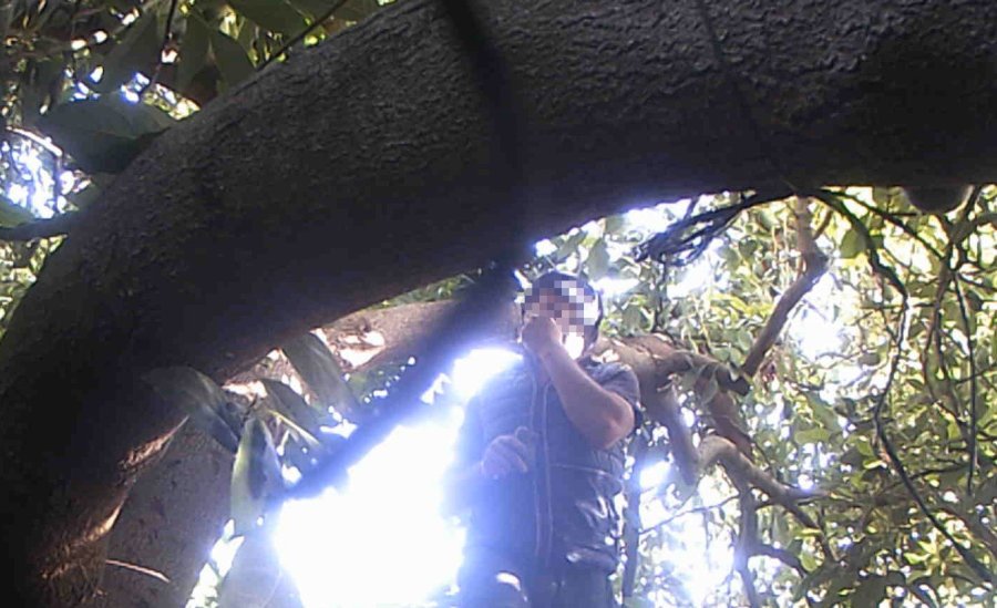 Avokado Hırsızı Fotokapana Yakalandı