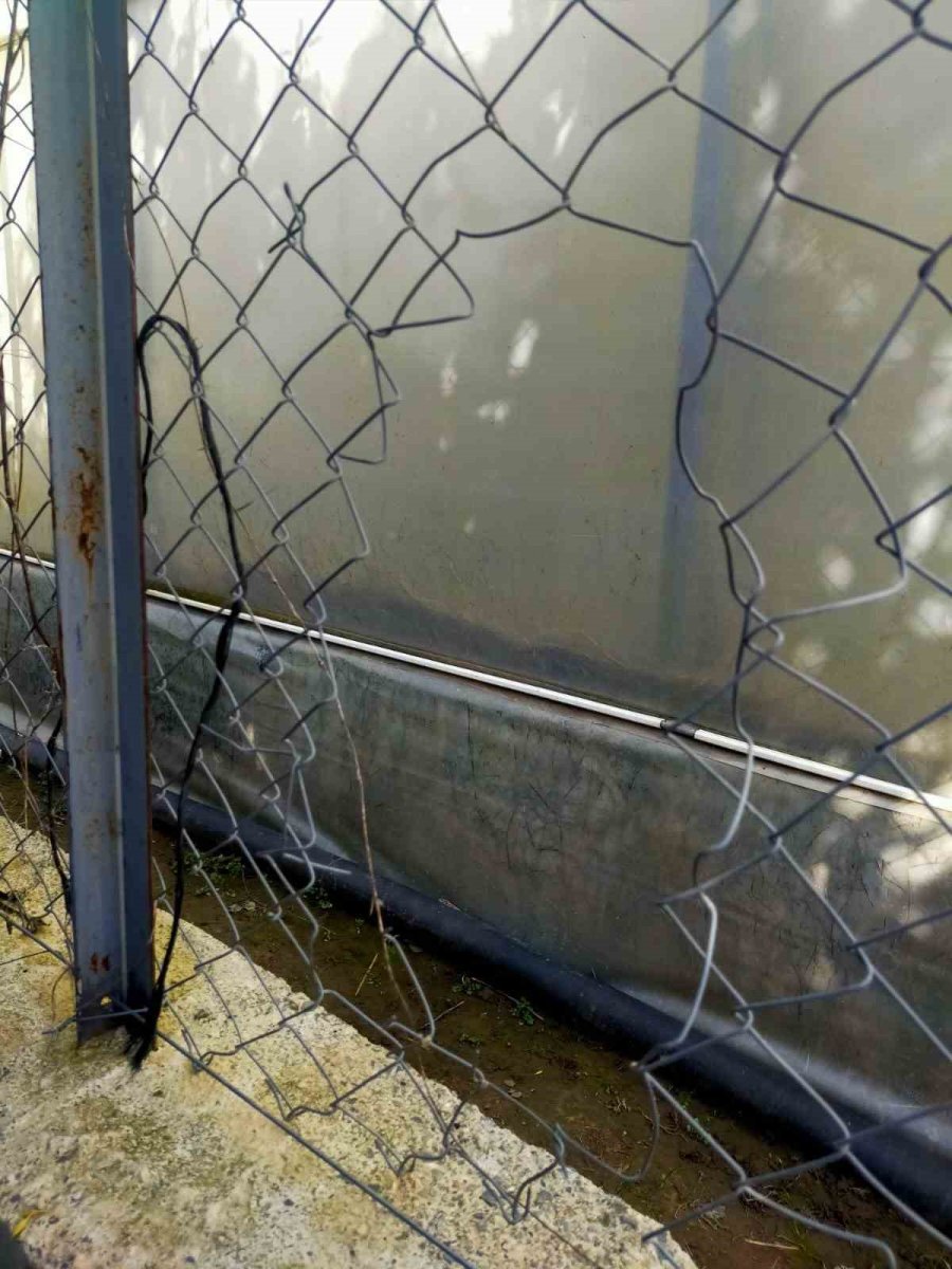 Avokado Hırsızı Fotokapana Yakalandı