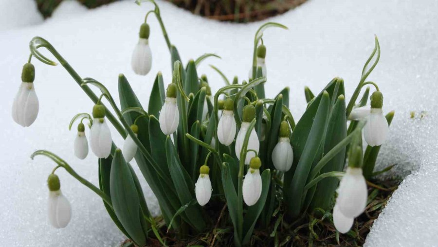 Toroslar’ın Nazlı Bitkisi Kardelenler Kendini Gösterdi