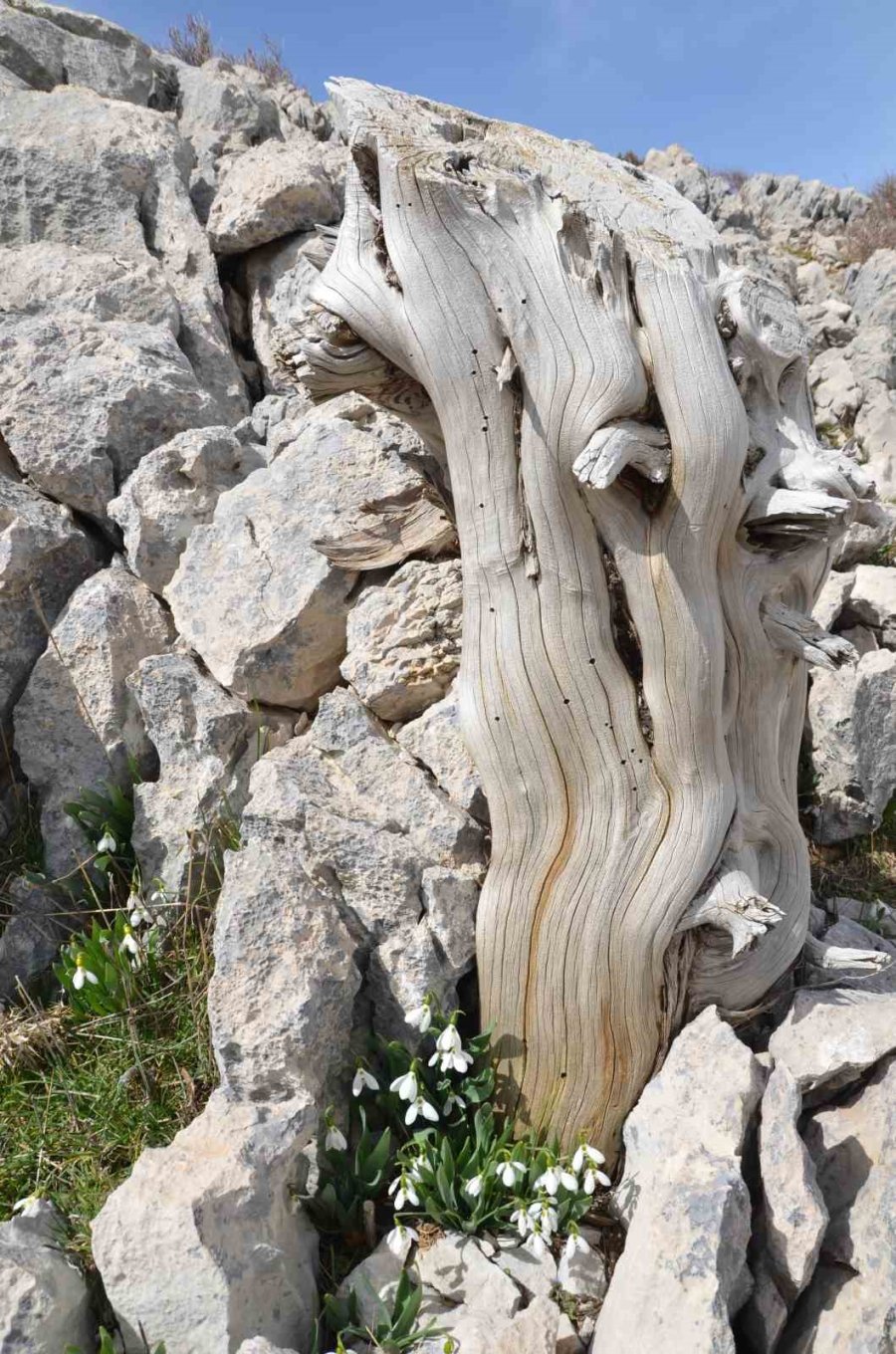 Toroslar’ın Nazlı Bitkisi Kardelenler Kendini Gösterdi