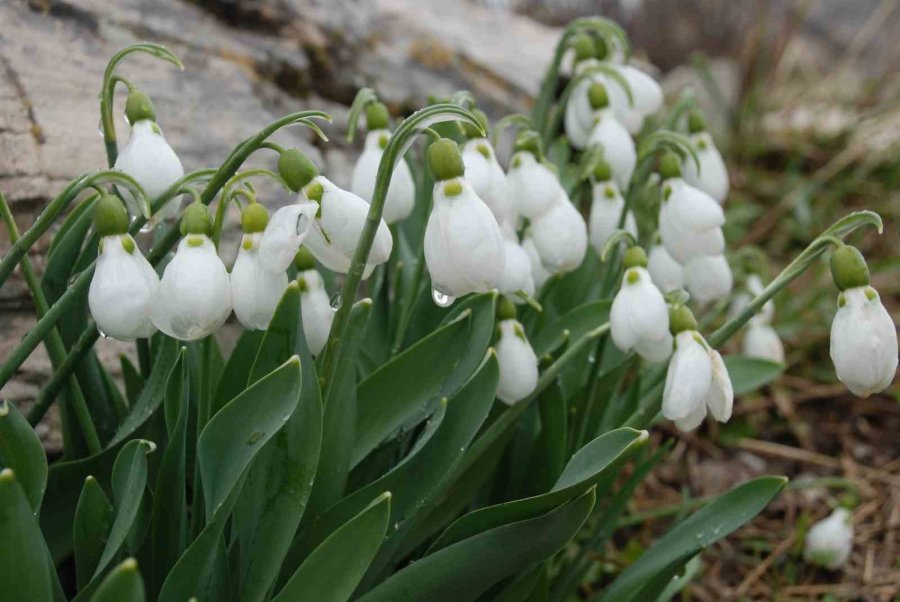 Toroslar’ın Nazlı Bitkisi Kardelenler Kendini Gösterdi