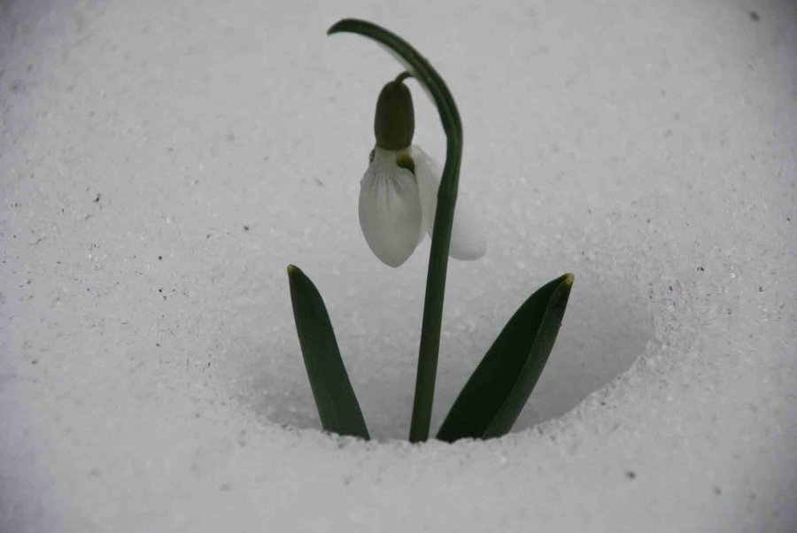 Toroslar’ın Nazlı Bitkisi Kardelenler Kendini Gösterdi