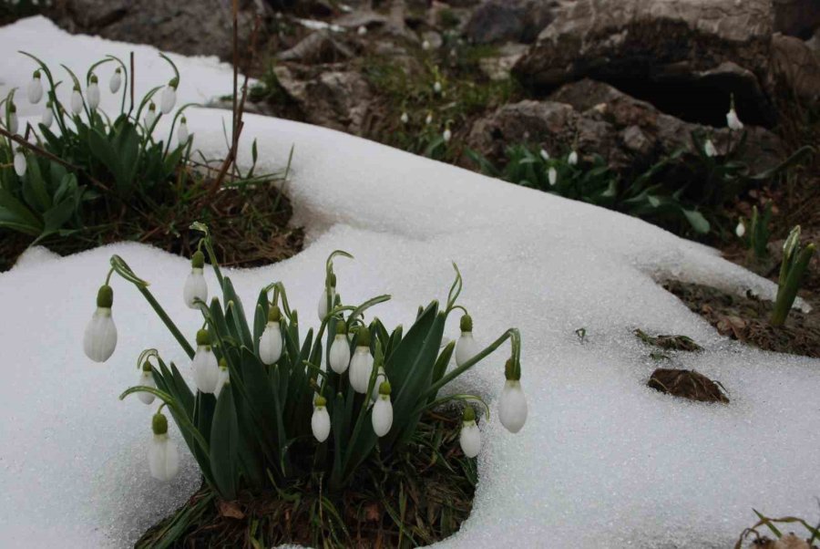 Toroslar’ın Nazlı Bitkisi Kardelenler Kendini Gösterdi