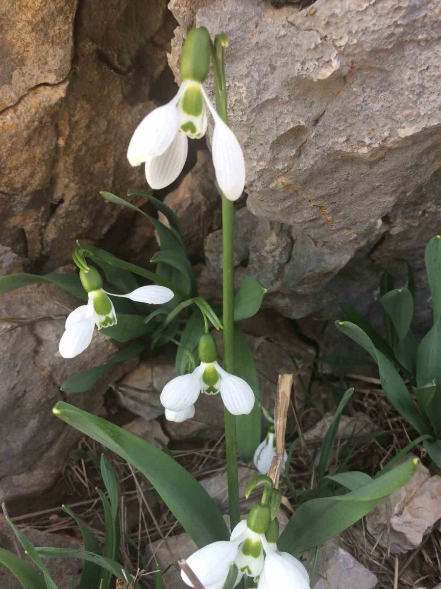 Toroslar’ın Nazlı Bitkisi Kardelenler Kendini Gösterdi