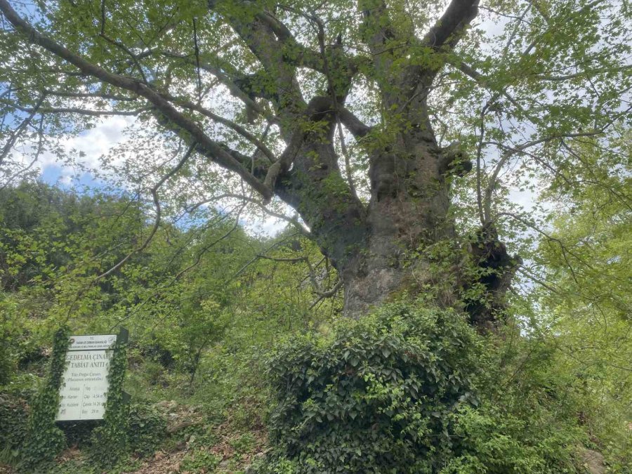 2 Bin 700 Yıllık Çınar Ziyaretçilerini Bekliyor