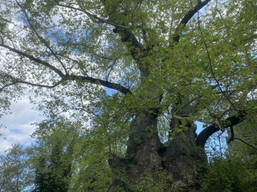 2 Bin 700 Yıllık Çınar Ziyaretçilerini Bekliyor