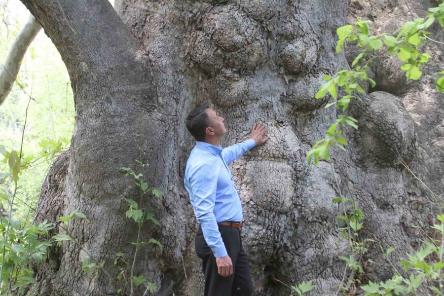 2 Bin 700 Yıllık Çınar Ziyaretçilerini Bekliyor
