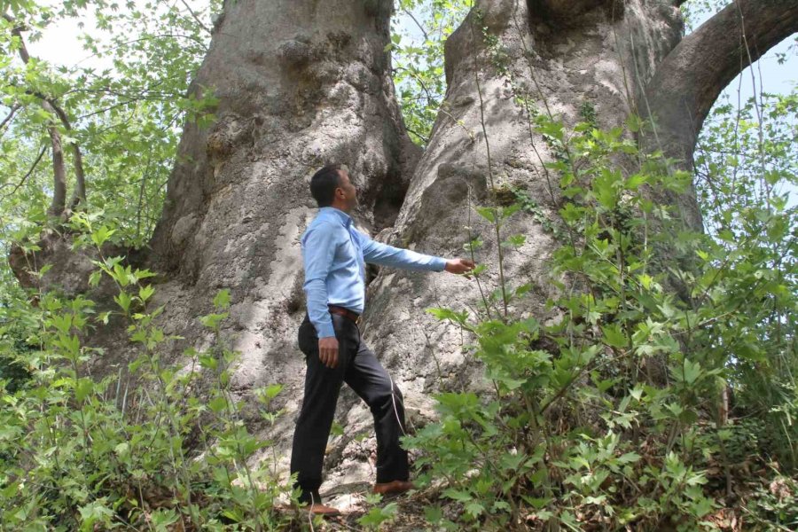 2 Bin 700 Yıllık Çınar Ziyaretçilerini Bekliyor