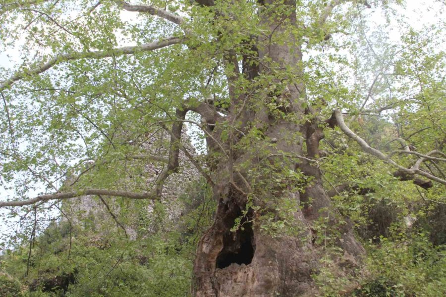 2 Bin 700 Yıllık Çınar Ziyaretçilerini Bekliyor