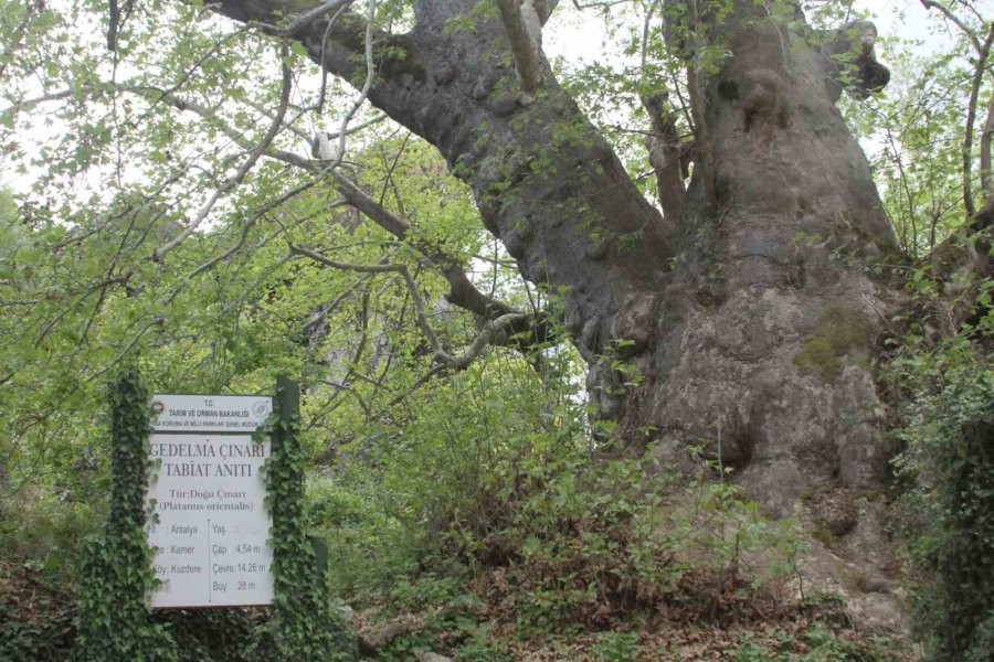 2 Bin 700 Yıllık Çınar Ziyaretçilerini Bekliyor